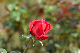 image0192