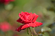 image0194