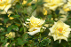image0196