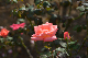 image0203