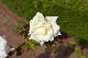 image0206