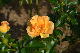 image0210