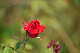 image0215
