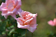 image0219