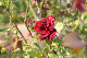 image0225