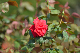 image0227