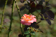 image0229