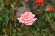 image0231