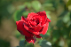image0233