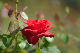 image0234