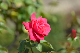 image0237