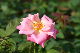 image0238