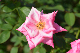 image0239
