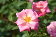 image0240