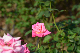 image0243