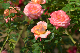 image0244