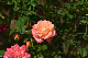 image0245