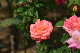 image0246