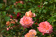 image0247