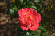 image0249