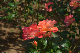 image0250