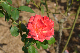 image0251