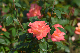 image0252