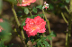 image0253
