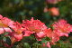 image0254
