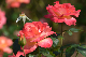 image0255
