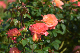 image0256