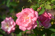 image0260