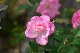 image0261
