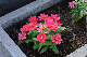 image0262