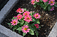 image0263