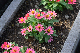image0264