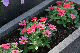 image0266