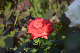 image0269