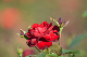 image0271