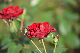 image0272