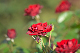 image0273