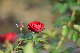 image0274