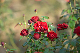 image0275