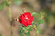 image0277
