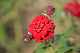 image0278