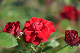image0281