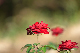 image0285