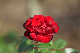 image0286