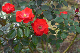 image0293