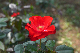 image0294